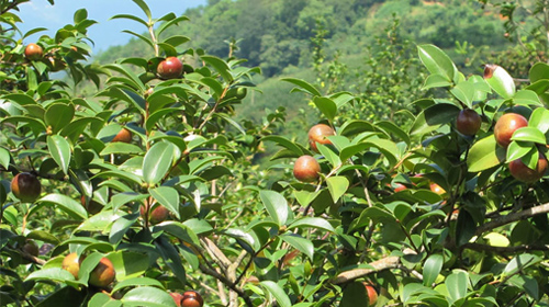 九龙桂山茶油